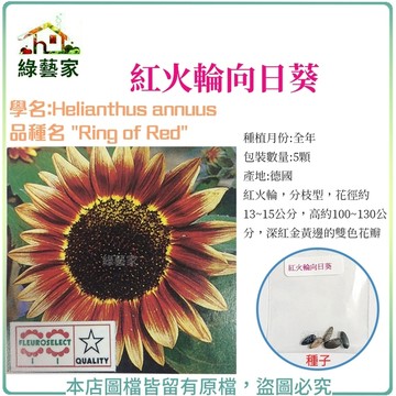 H48.紅火輪向日葵種子5顆(花卉種子.紅火輪，分枝型，花徑約13~15公分，高約100~130公分)【綠藝家】