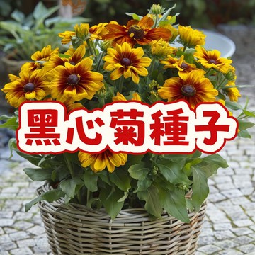 黑心菊種子 多年生花卉 耐旱易活 庭院陽臺美化 綠化工程 四季可播 景觀造園 花海佈置 盆栽地栽 自播性強 開花持久