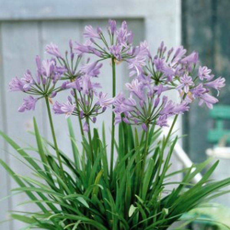 宿根草 アガパンサス ピーターパン 5号 15cm ポット 通販 Lineポイント最大1 0 Get Lineショッピング