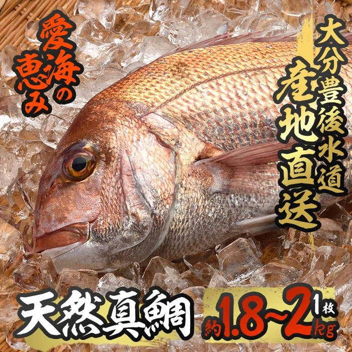 天然 真鯛 (約1.8-2kg・1枚) 直送 産直 漁師 魚 鮮魚 天然 マダイ 鯛 白身魚 獲れたて 刺身 煮つけ 塩焼き 冷蔵 豊後水道 鮮魚 大分県 佐伯市 愛海の恵み