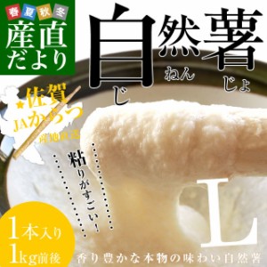 佐賀県より産地直送 JAからつ 自然薯 Lサイズ 1本入 約1キロ 化粧箱 送料無料 じねんじょ 山芋 やまいも