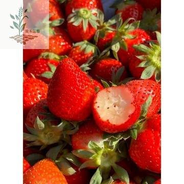 青禾園藝（日本香野草莓種子）CM-20~隋珠草莓~明星品種中果型紅草莓~早熟高產~水果草莓