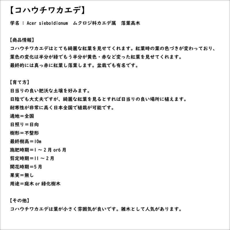 コハウチワカエデ 株立ち 2.5m 露地 2本 苗木 | LINEブランドカタログ