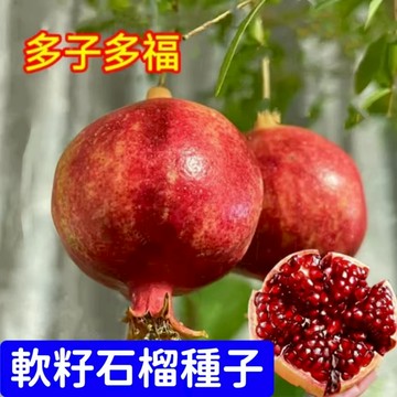 現貨🌱【石榴種子】（100粒）四季種植紅寶石石榴籽 突尼斯軟籽石榴 黑籽石榴 水果種子 四季種植 年年掛果 小院陽台種植
