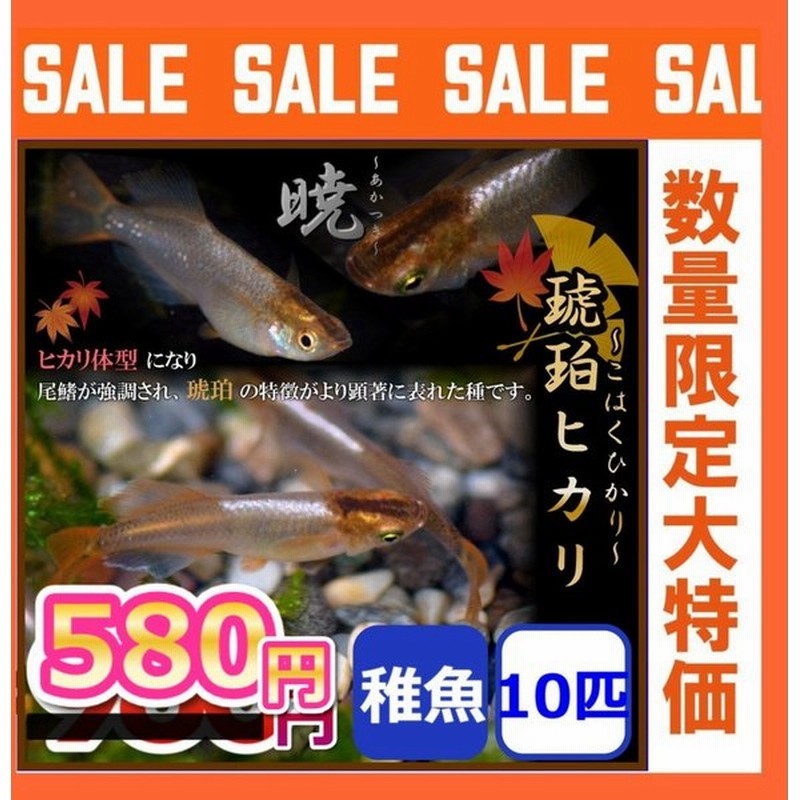 メダカ/琥珀ヒカリめだか 稚魚10匹 暁メダカ 通販 LINEポイント最大0.5%GET | LINEショッピング メダカ/琥珀ヒカリめだか 稚魚10匹 暁メダカ 通販 LINEポイント最大0.5%GET | LINEショッピング