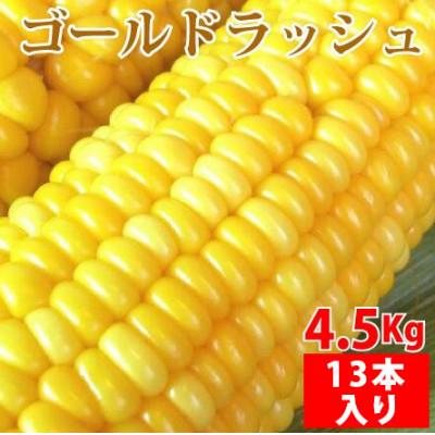 ふるさと納税 国富町 宮崎産朝採れスイートコーン!ゴールドラッシュ 2Lサイズ13本入り 4.5kg