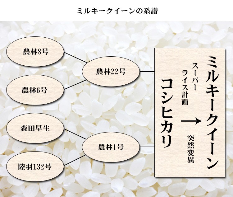 新米 米 白米 または 玄米 5kg ミルキークイーン 長野県産 令和5年産 1等米 ミルキークイーン お米 5キロ 安い 送料無料