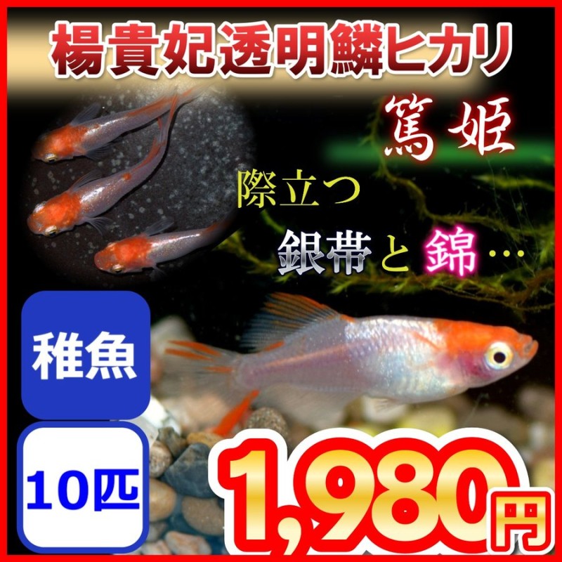 紅帝楊貴妃めだか 稚魚 20匹セット SS～Sサイズ ※沖縄は別途送料必要 紅帝楊貴妃メダカ 保障できる SS～Sサイズ