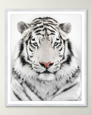 Snow Tiger Giclee