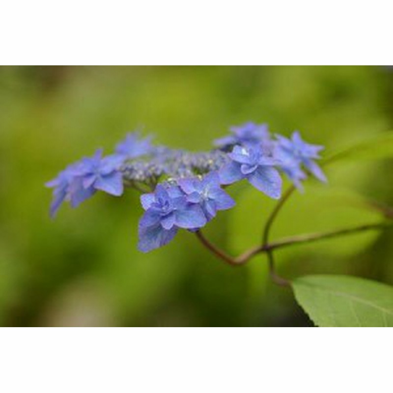 アジサイ深山八重紫 紫陽花 小苗 通販 Lineポイント最大1 0 Get Lineショッピング