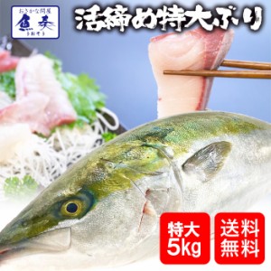 ぶり チルド さばき加工済み 1尾 約5kg 鹿児島 大分産 送料無料 鰤 寒ブリ 嫁ぶり 刺身 ぶりしゃぶ ぶり照り お歳暮 業務用