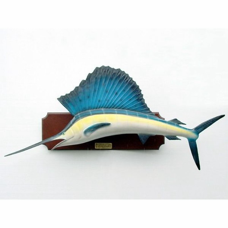 クロカワカジキ 角と背ビレ