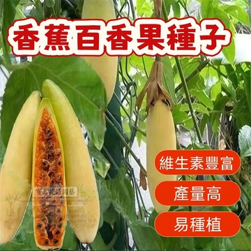 🔥香蕉百香果種子BXG-12西番蓮種子 時計果、時鐘果Passion Fruit多汁可口,果實飽滿薄皮四季盆栽水果種子