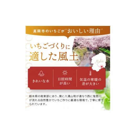 ふるさと納税 栃木県 真岡市 ご自宅用 スカイベリー (6~9粒×2パック×2) 真岡市 栃木県 送料無料