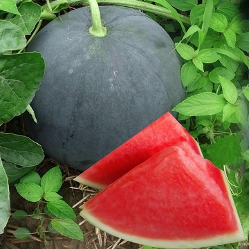 🍉【台灣品種】黑皮大西瓜種子 無籽西瓜種子  大瓜沙脆甜 家庭農園種植 田園栽培 瓜果種子 夏季消暑