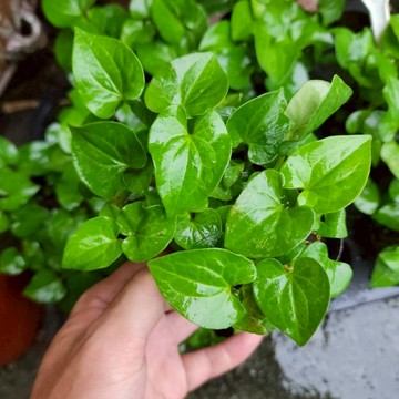 P老闆園藝~魚腥草 水生植物 濕地 雨林植物 3吋盆 5吋盆