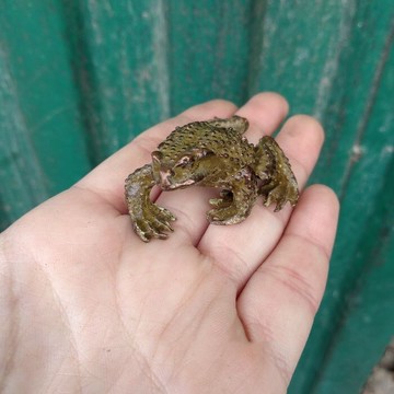 古玩古董老銅器雜項收藏仿古仿紫銅招財金蟾蟾蜍茶寵風水小擺件1入