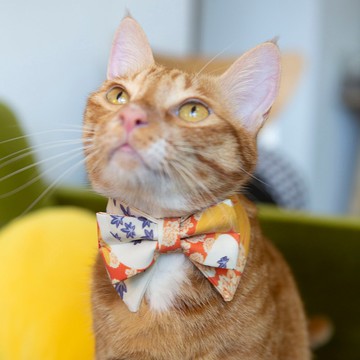 幕府之夏 毛孩項圈 領結造型黃白色圍脖 不同尺寸貓狗可用 可印名