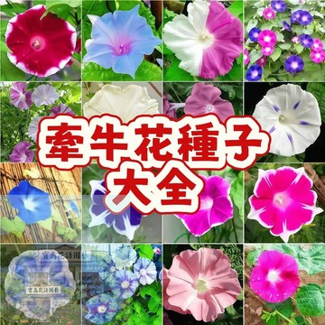 🌱（牽牛花種子大全） 花園造景 爬藤l喇叭花種子 圍牆爬藤遮陰朝顏種子圍墻花 四季種植盆栽 新手易種植 #花卉種子