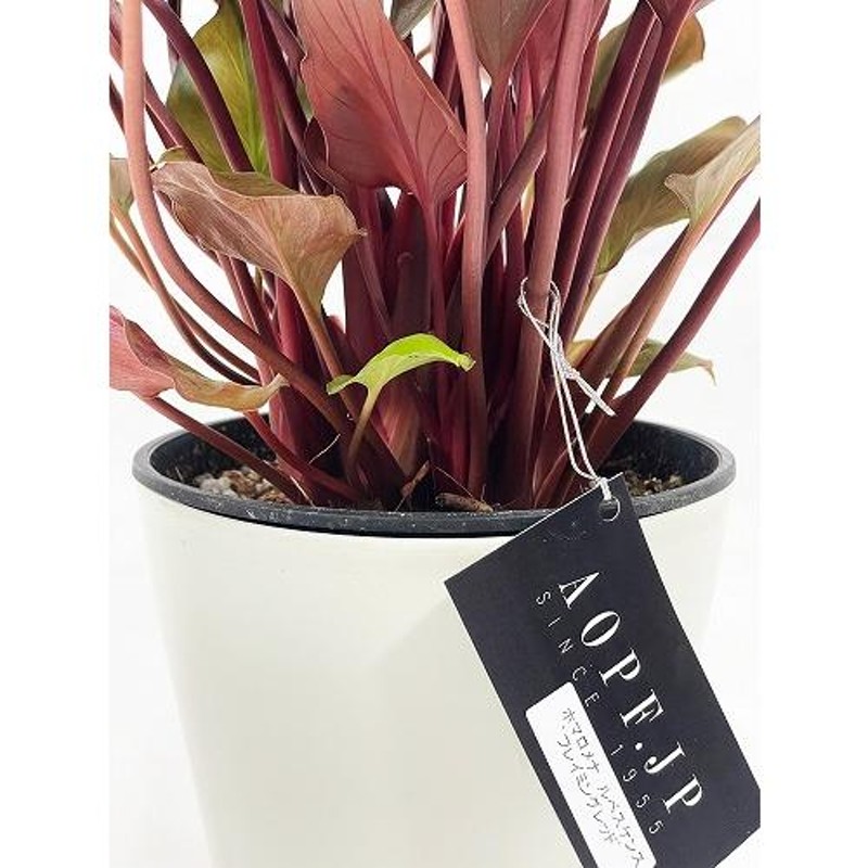 ホマロメナ フレイミングレッド 5号 homalomena flaming red 観葉植物 インテリアグリーン きれい カッコイイ |  LINEブランドカタログ