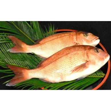 ふるさと納税 高知県 須崎市 乙女鯛 2.0kg〜2.5kg 魚 鮮魚 海鮮 ブランド 乙女鯛 2匹 内蔵・エラ処理済み 刺身 鯛めし たい 鯛 新鮮 高知県 須崎市 KS013