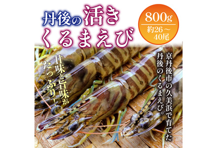 車海老／生きたまま直送！京都・丹後の活きくるまえび 800g（26〜40尾）活 車海老をご自宅に！車海老 刺身 大きめ 生 車海老 生食用