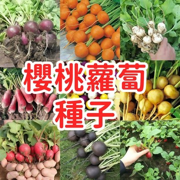 🥬🥑台灣現貨【櫻桃蘿蔔種子】二十日蘿蔔|小根菜頭|紅皮白肉水果蘿蔔種子|快炒沙拉醃漬用|家庭陽臺盆栽適