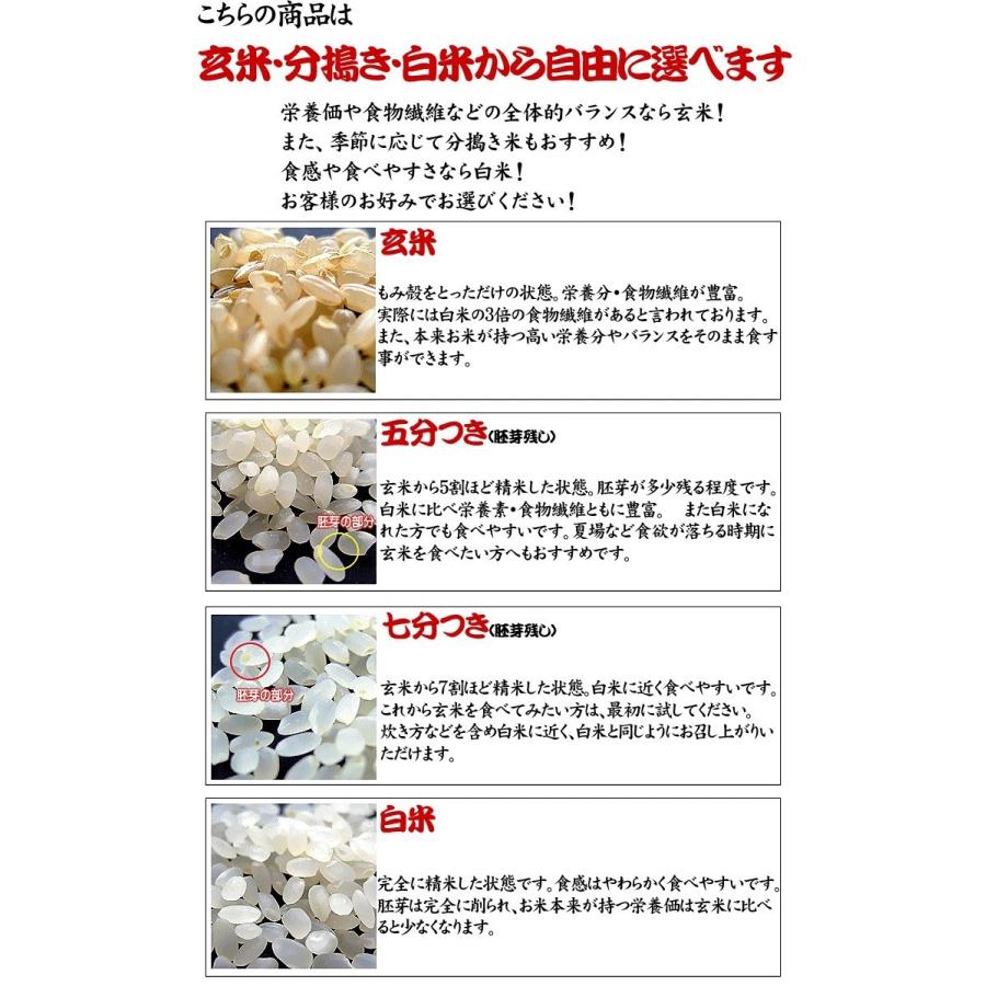 新米 お米 5kg 千葉県産 コシヒカリ 米 令和5年産 白米 五分搗き 七分搗き 内のし対応 贈り物