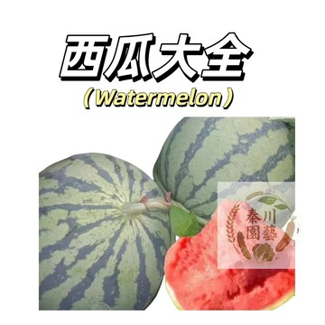 嘉義現貨 （西瓜種子大全）甘美 含糖量高 皮薄籽少 甘美西瓜種籽 春秋高產中熟橢圓幹沙瓤薄皮西瓜種子 庭院農田盆栽種植