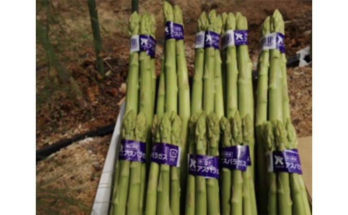 香川県産こんちゃん農園直送！減農薬アスパラ1kg