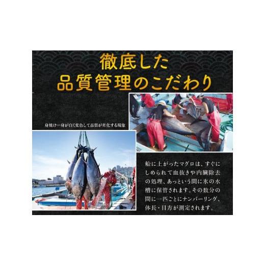 ふるさと納税 和歌山県 太地町 本マグロ（養殖）トロ＆赤身セット 240g 高級 クロマグロ  中トロ 中とろ まぐろ マグロ 鮪 刺身 赤身 柵 じゃばら…