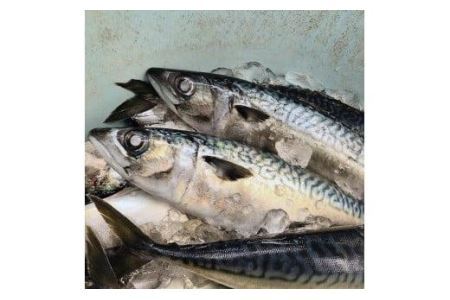 小名浜　鯖の味噌煮・生姜煮（湯せんで簡単）