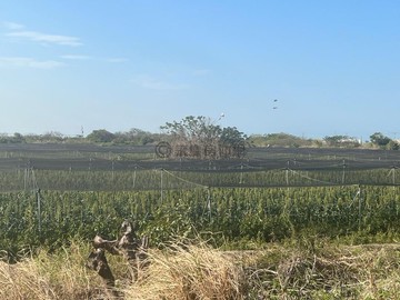 學甲區臨25米大2分方正道一般農牧用地｜台南市學甲區光華