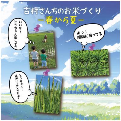 ふるさと納税 十日町市 |従来品種|  魚沼産 コシヒカリ 精米 2kg 新潟県 十日町市 吉村さんちのお米