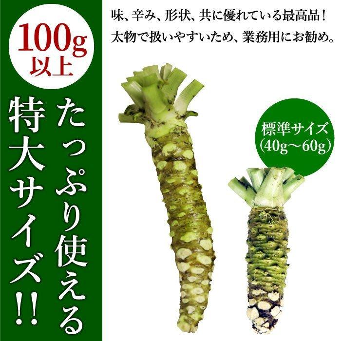 わさび栽培発祥の地「有東木」の本わさび　特大サイズ1本（1本100g以上） ワサビ 山葵 静岡 有東木 送料無料