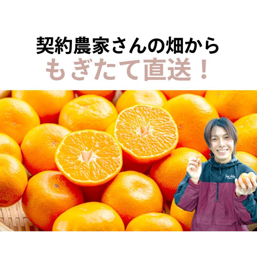 みかん 温州みかん 5kg 送料無料 ＜12月上旬より出荷予定＞ サイズ混合 小玉あり 柑橘 訳あり 小粒 甘い 蜜柑 産地直送 農家直送