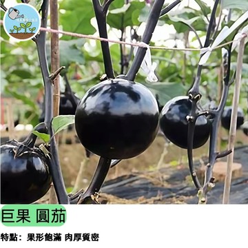 🍆【超巨大果實】巨果 圓茄種子 台灣常見品種 果肉厚實 家庭陽台盆栽 可地植 做菜必備 高產耐病 入門蔬菜