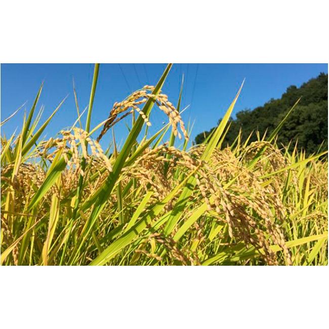 ふるさと納税 埼玉県 嵐山町 特別栽培米「彩のきずな」20kg（5kg×4回のお届け）