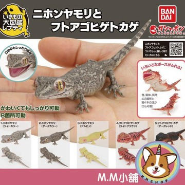 【M.M小舖】『現貨』 BANDAI 轉蛋 扭蛋 生物大圖鑑 多疣壁虎與鬃獅蜥 壁虎 鬃獅蜥 生物 圖鑑 全5款