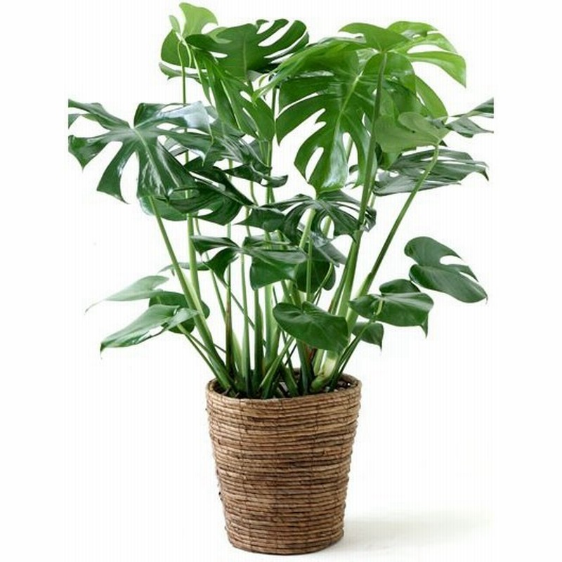 観葉植物 モンステラ 7号鉢 プレミアム 大型 室内用 インテリア おしゃれ ヒメモンステラ 通販 Lineポイント最大0 5 Get Lineショッピング