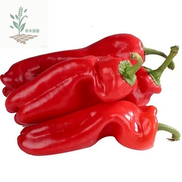 青禾園藝（大紅椒種子）LJ-4 大果長型紅辣椒種子 泡椒剁椒 燈籠紅甜椒高產早熟農家果菜類蔬菜種子菜園庭院#台灣自留種