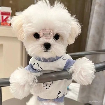 💯臺灣出貨💯免運💯馬爾濟斯貓咪寵物服裝夏春秋薄款狗狗衣服泰迪比熊小型犬華夫格背 PLWP