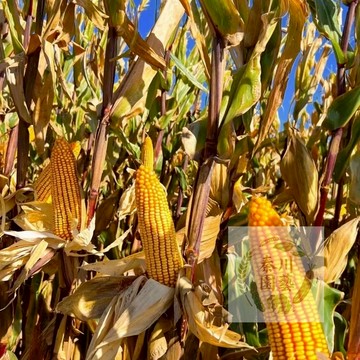 現貨🌽矮桿黃玉米種子🌽 陽台盆栽專攻 農家自留種 超甜水果玉米 採收新鮮吃 居家有機樂趣  高產玉米 新手必備