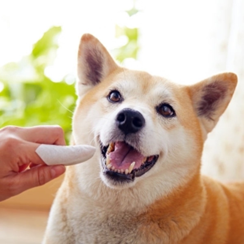 ふしみ和紙アート研究所 歯石トルン ペット用歯みがきシート お試し12枚 歯磨き デンタルケア 犬用 通販 Lineポイント最大7 0 Get Lineショッピング