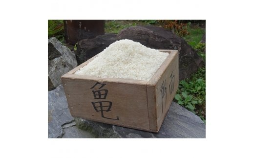 6回 定期便 希少品種米 ササシグレ 精米 10kg×6回 総計60kg   長沼 太一   宮城県 加美町