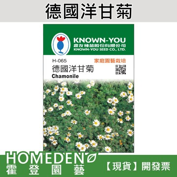 【隔日到貨】德國洋甘菊 H-065 香草種子 農友牌 小包裝種子 約500粒/包【HOMEDEN霍登園藝】