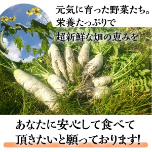 ＜アスカ有機農園＞旬の京野菜セットS＊毎月お届け全6回