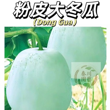 嘉儀現貨（粉皮大冬瓜種子DG-2）滿地爬小冬瓜毛節瓜香芋冬瓜粉皮大冬瓜黑皮冬瓜冰川冬瓜四季陽台高產早熟蔬菜好癢易活型種子