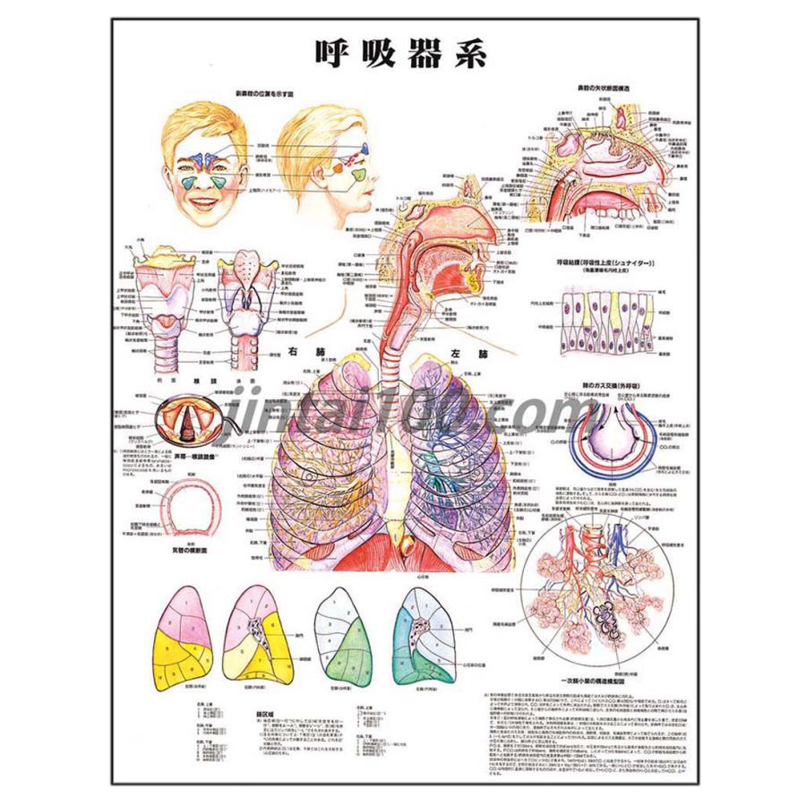 人体解剖学図ポスター　呼吸器系」医学ポスター　ポスターB2サイズ　医学チャート　LINEショッピング