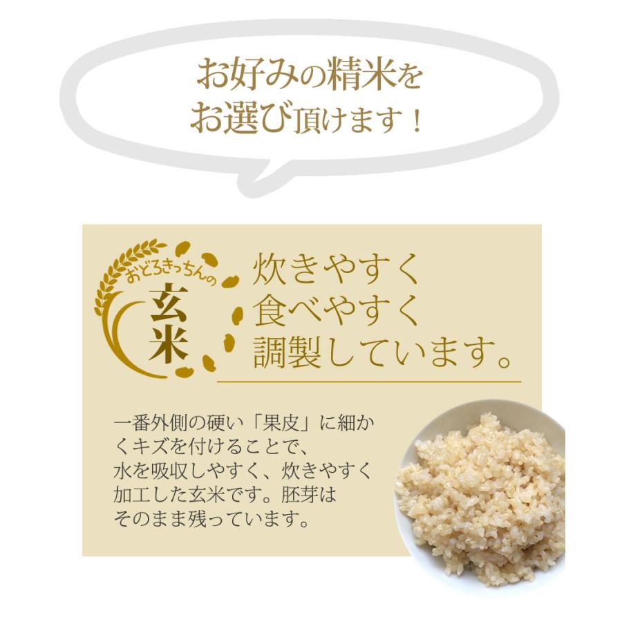  お米 10kg イクヒカリ 10kg 5kg×2袋 令和5年産   お祝い お歳暮 ギフト お取り寄せグルメ　 鹿児島県